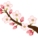 桜　開花枝